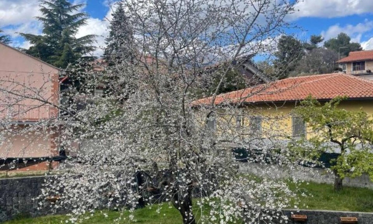 Ragalna Apartment | Etna Sotto IL Ciliegio Un Angolo di Paradiso Alle Pendici Delletna