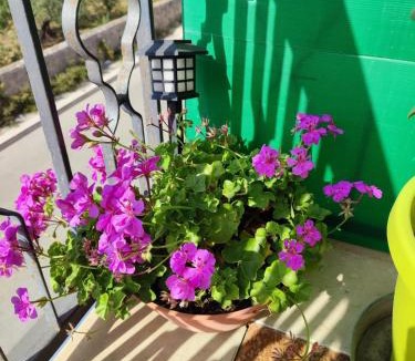 Trapani Apartment | Casa Vacanze Villa Rosina