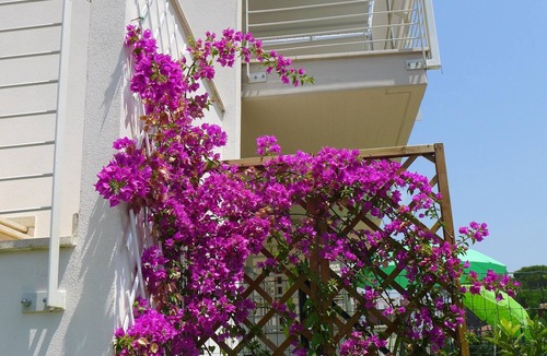 Marina di Castagneto Carducci Apartment | Charming Newly Built Two Bedroom Apartment in Marina di Castagneto