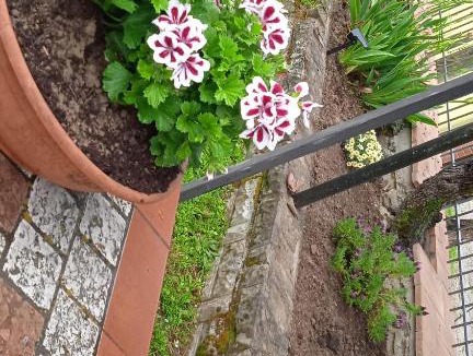 Cortona House | MAGNOLIA