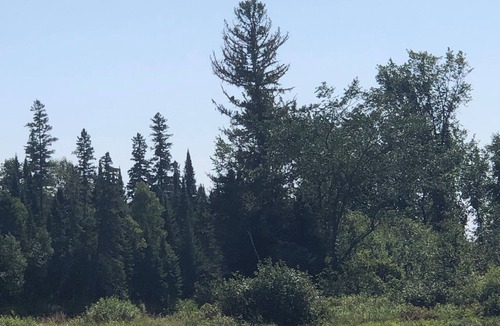 Juniper Cottage | Tranquility Lodge- Pet-Friendly