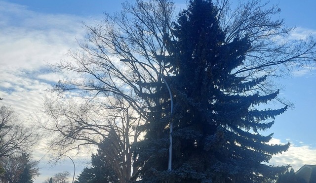 1 bedroom basement suite, private entrance, safe,quiet ,tree lined neighborhood.