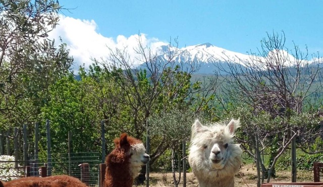 Alpaca Etna Rooms