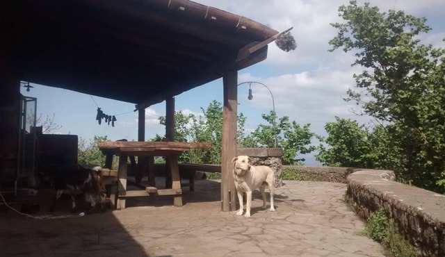 Farmhouse the caraffara from agriculture up to 800 in stone