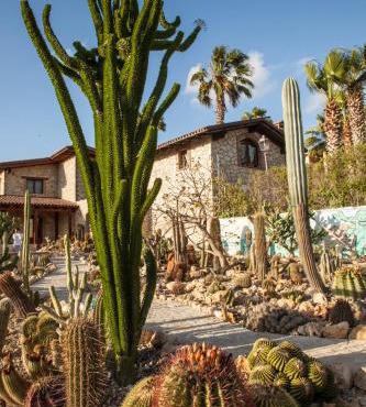 Garden Cactus