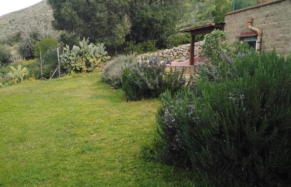 il corbezzolo