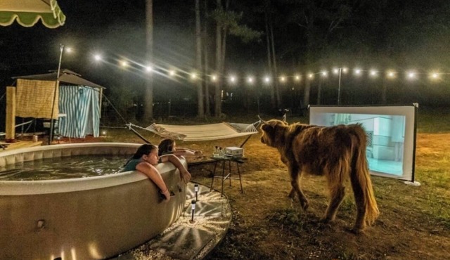 Kettles Corner Yurt with llamas, fluffy cows, and snuggly sheep