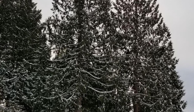 Tiny Home Rental on the Sunshine Coast BC