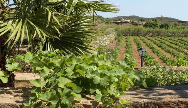 [Vineyard View+ Garden + Barbecue] "Mill Dammuso"