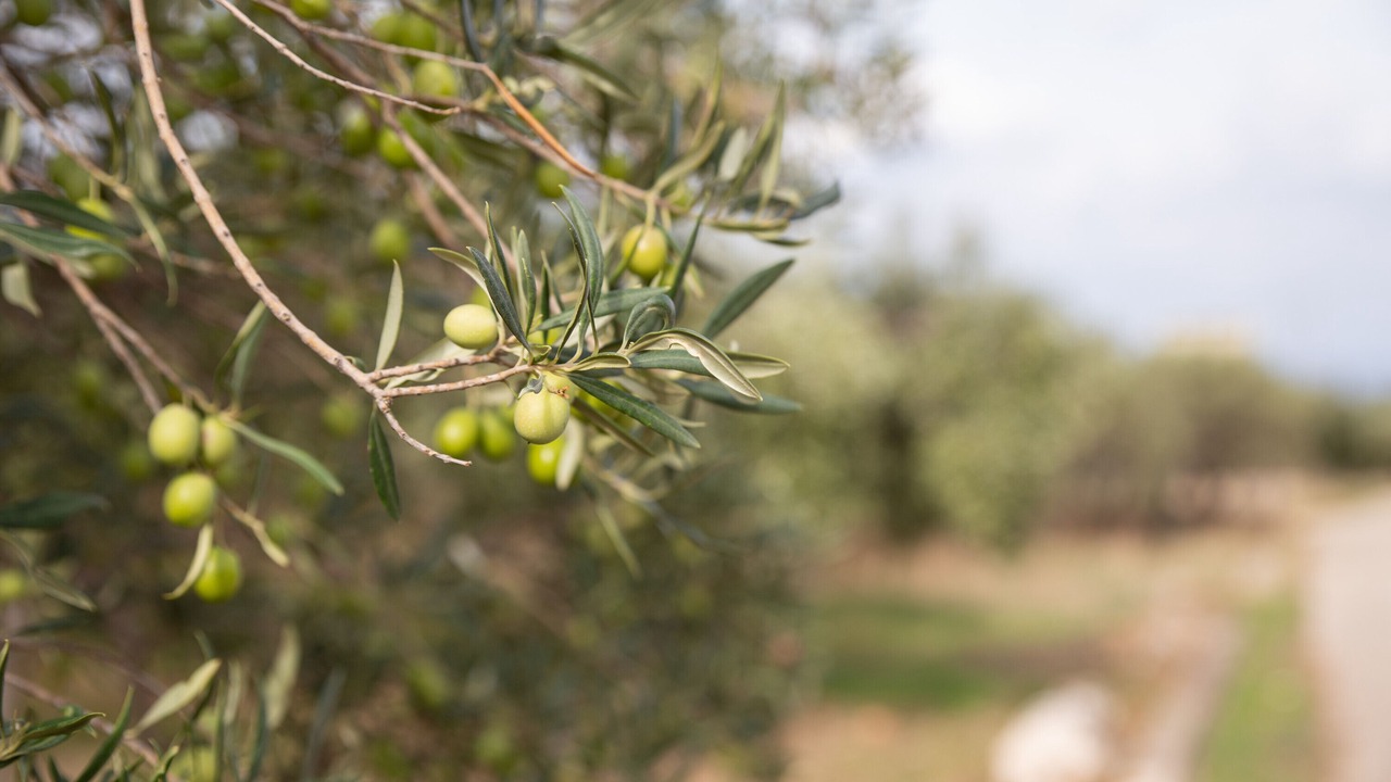 Photo of Outdoor in Castelluzzo