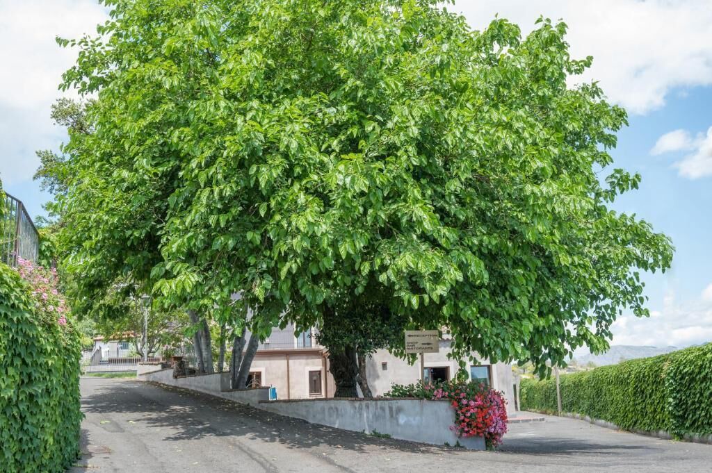 Photo of Outdoor in Rovittello