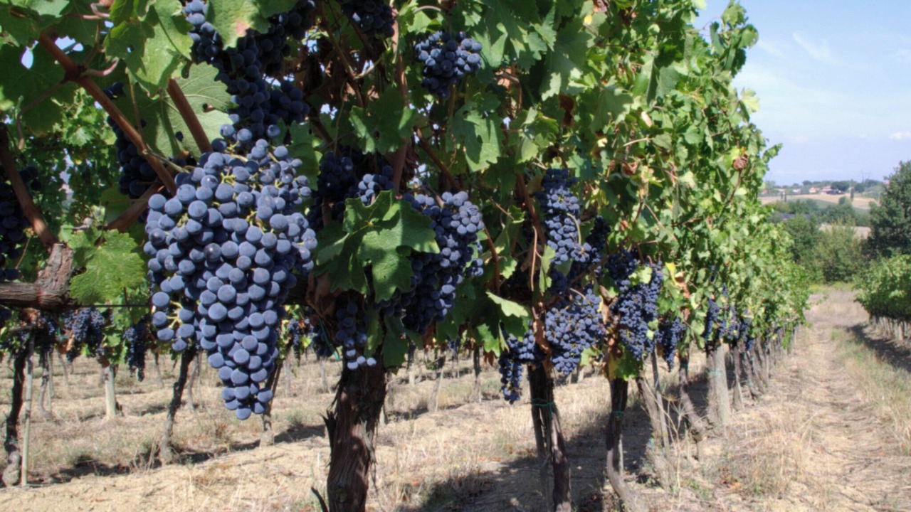 Photo of Outdoor in Foiano della Chiana