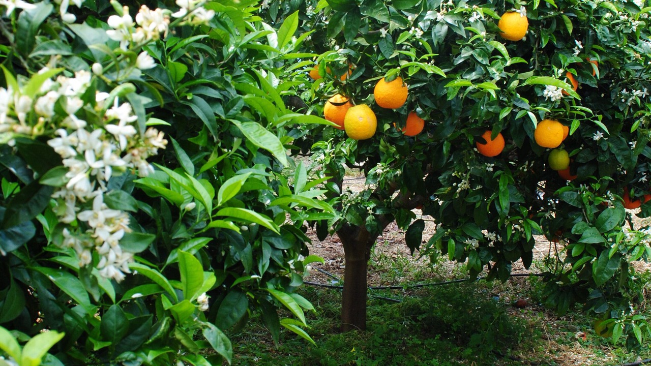 Photo of Outdoor in Borgo Bonsignore