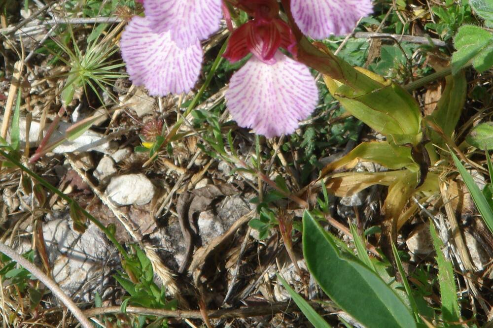 Photo of Others in Madonie National Park