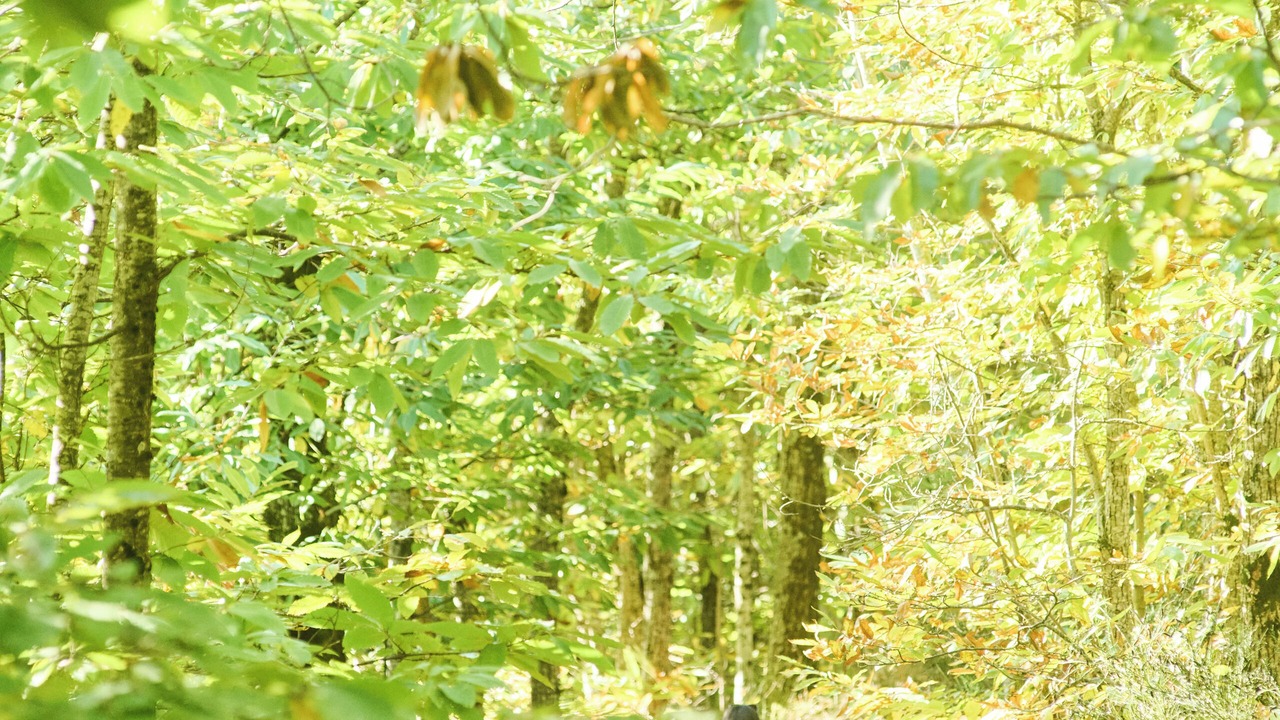 Photo of Outdoor in Barga