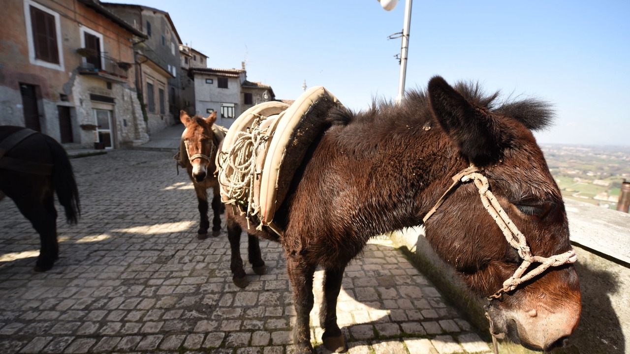 Photo of Others in Artena