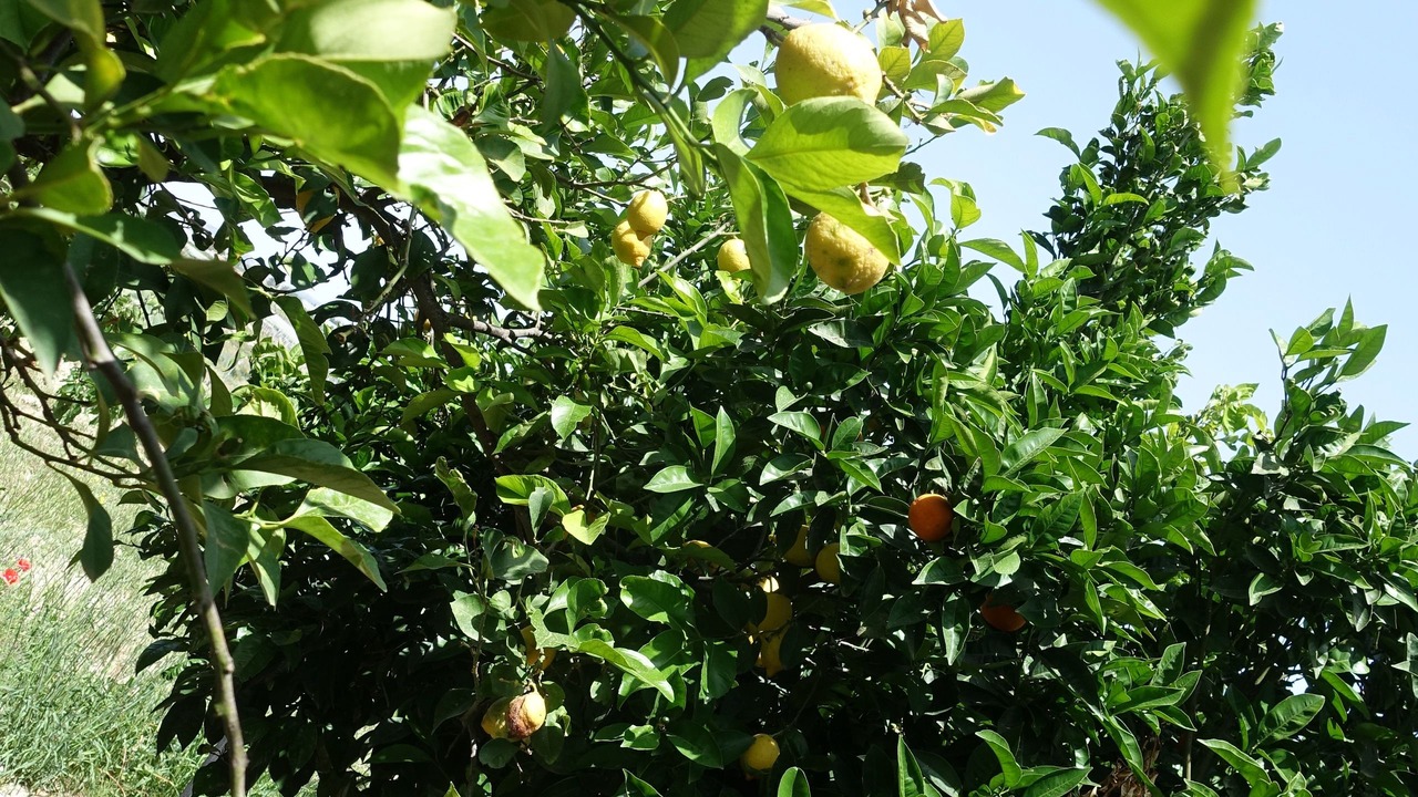 Photo of Outdoor in Naro