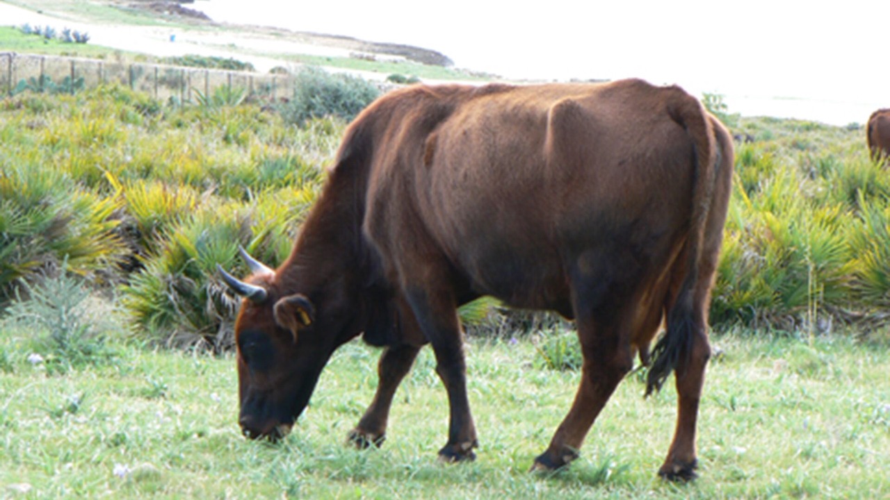 Photo of Others in Custonaci