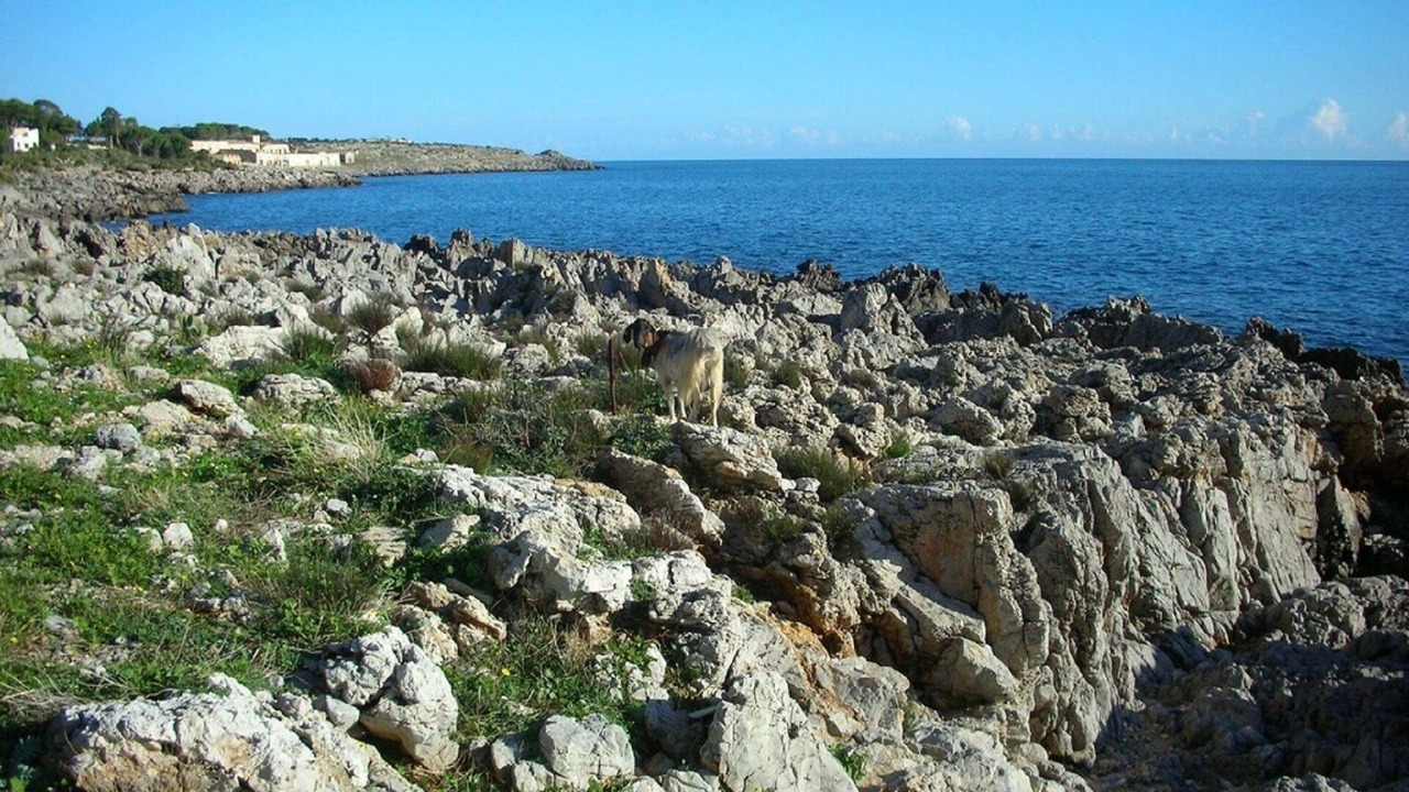 Photo of Others in Zarbo di Mare