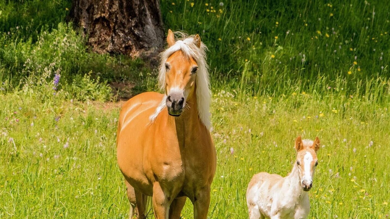Photo of Outdoor in San Genesio Atesino