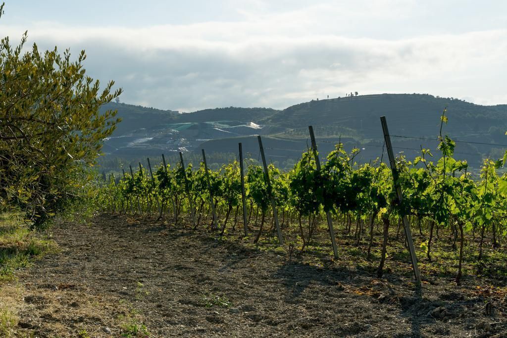 Photo of Others in Rodi Milici