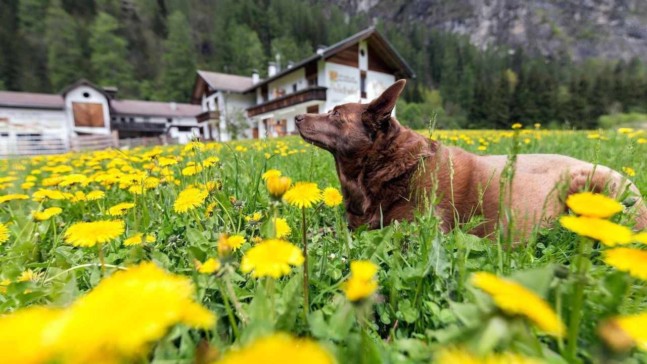 Photo of Outdoor in Campo Tures