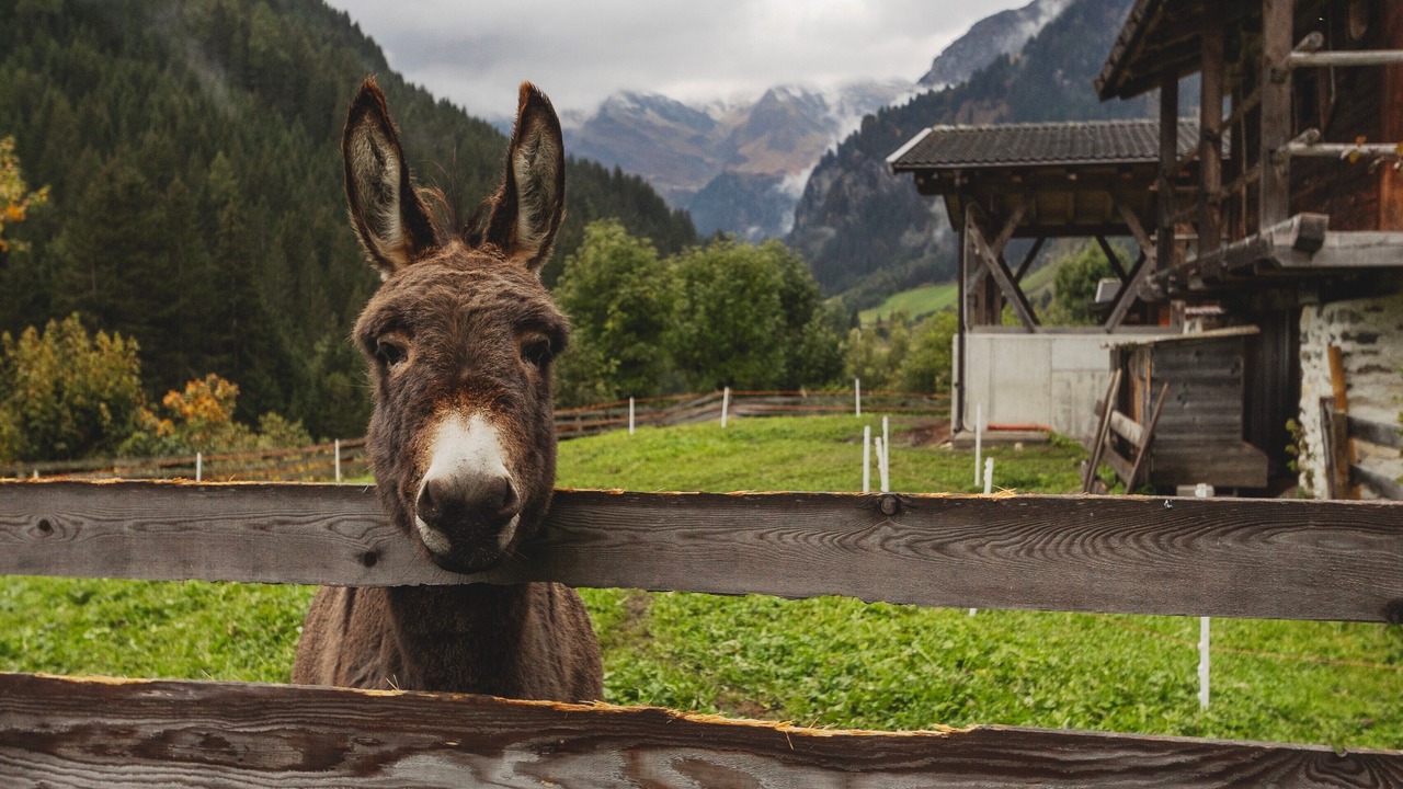 Photo of Others in Racines