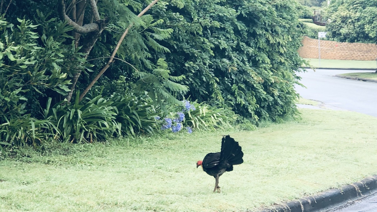 Photo of Others in Aroona
