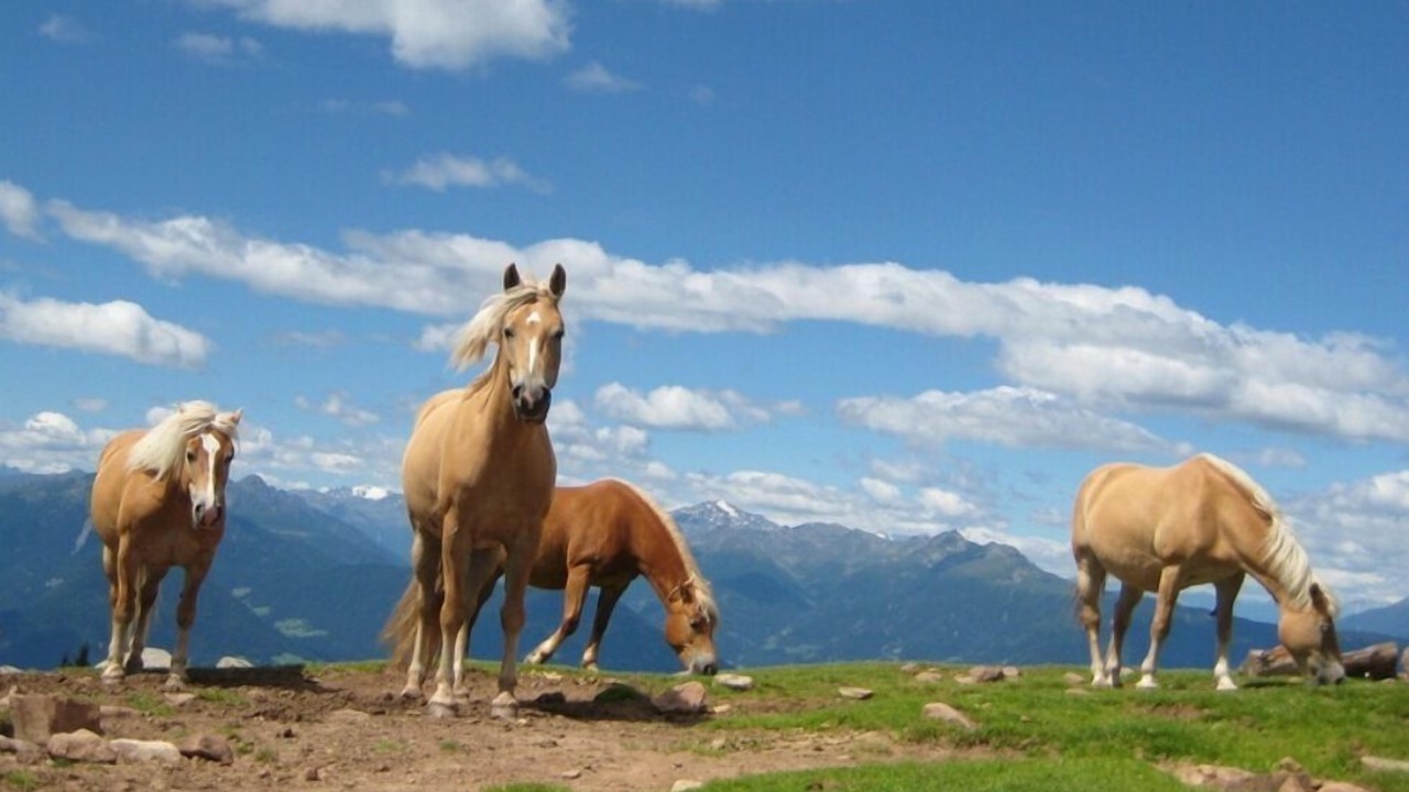 Photo of Outdoor in San Genesio Atesino