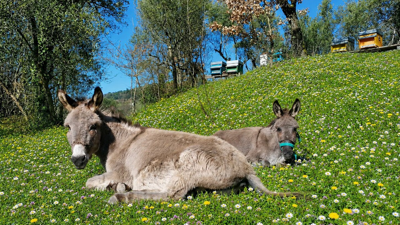 Photo of Others in Castelnuovo Magra