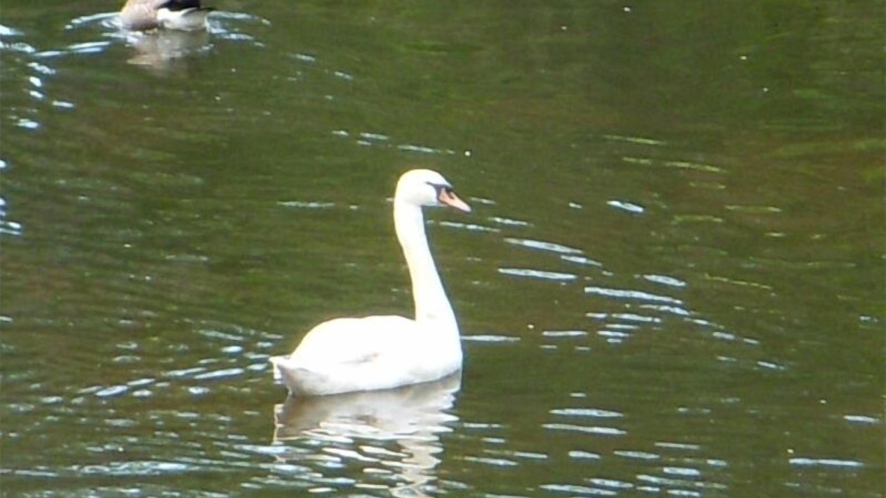 Photo of Others in Gorge -Tillicum Area