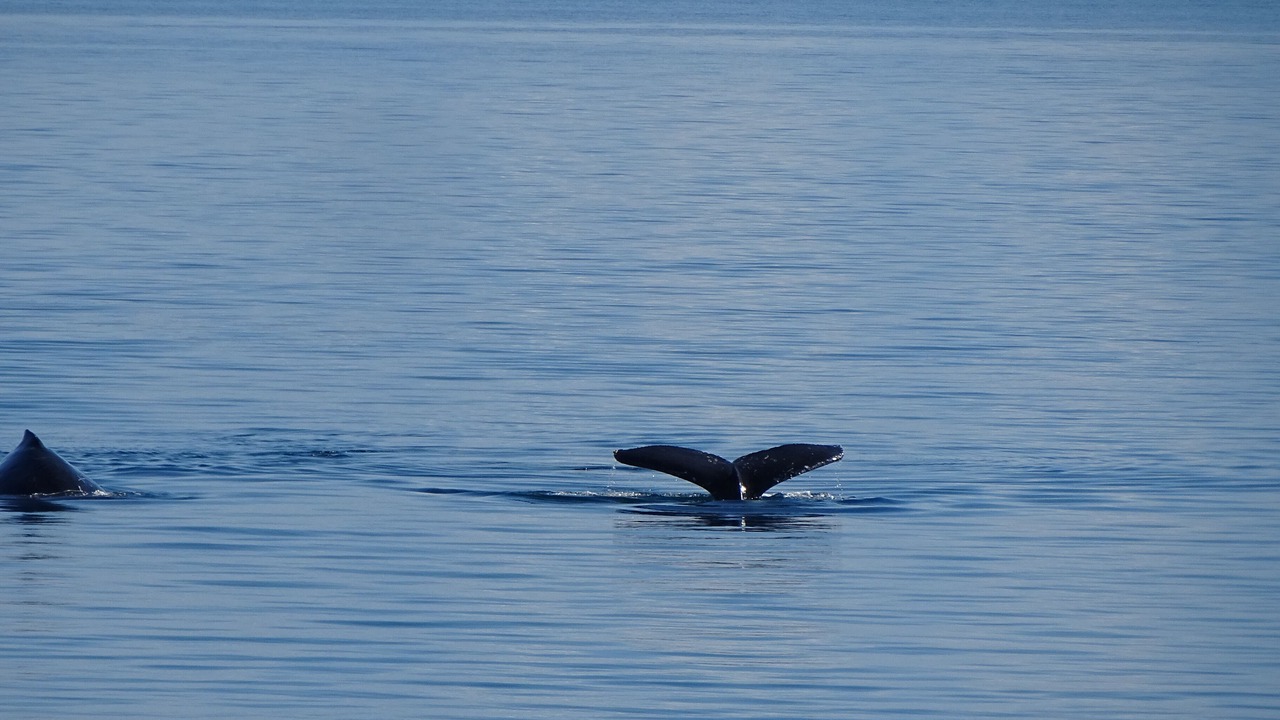 Photo of Others in Kingfisher Bay