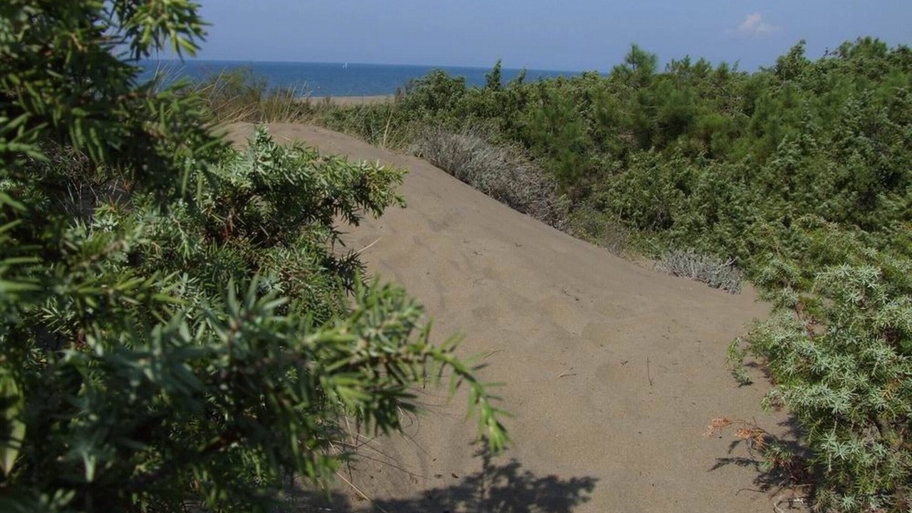 Photo of Others in Marina di Castagneto Carducci