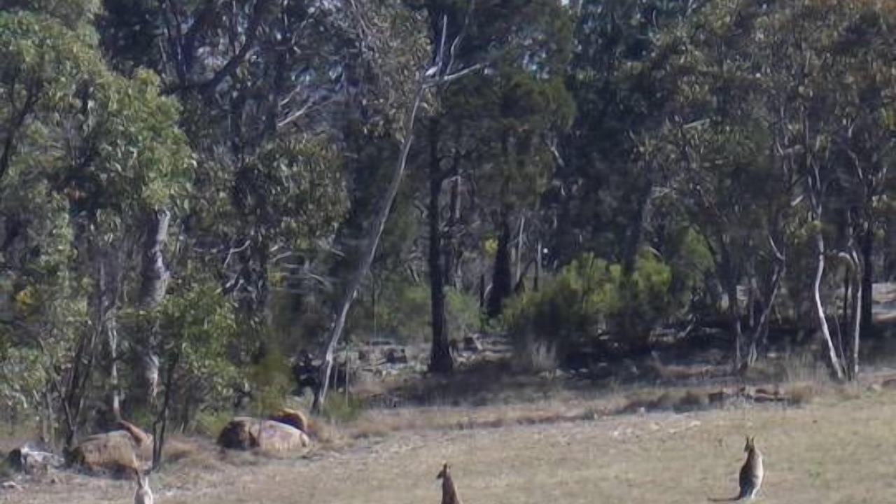 Photo of Others in Stanthorpe