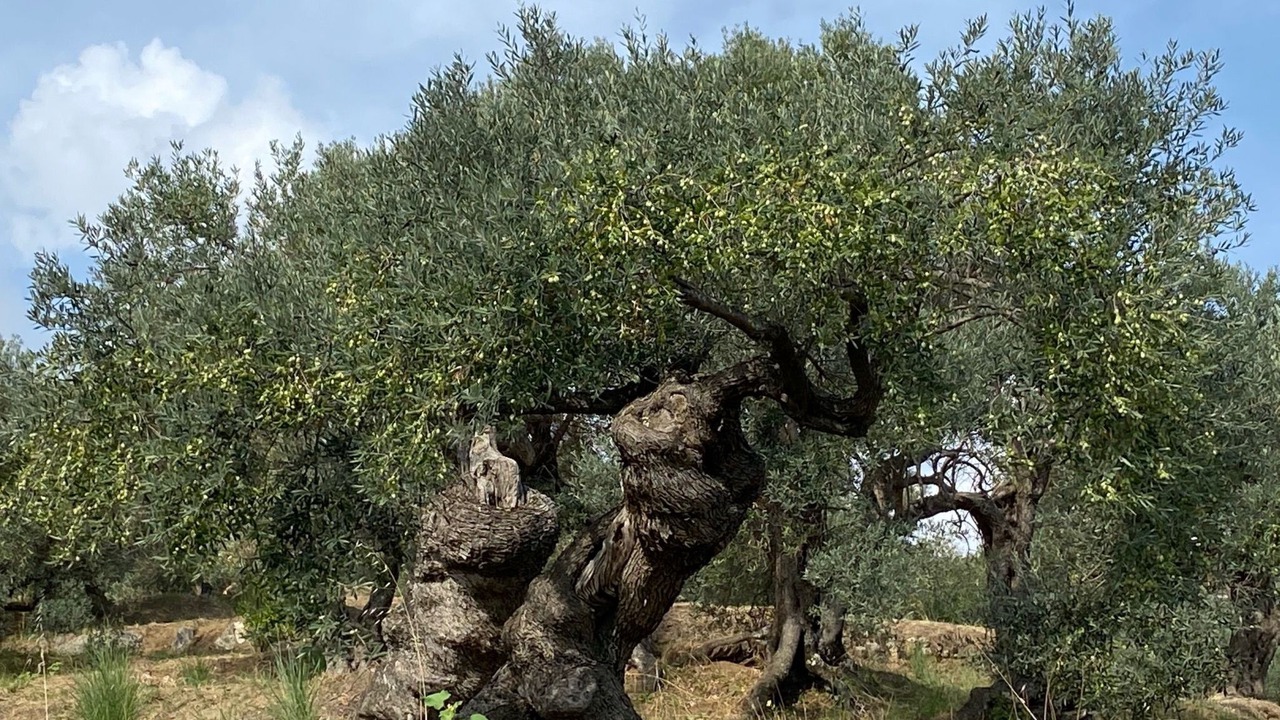 Photo of Others in Badolato