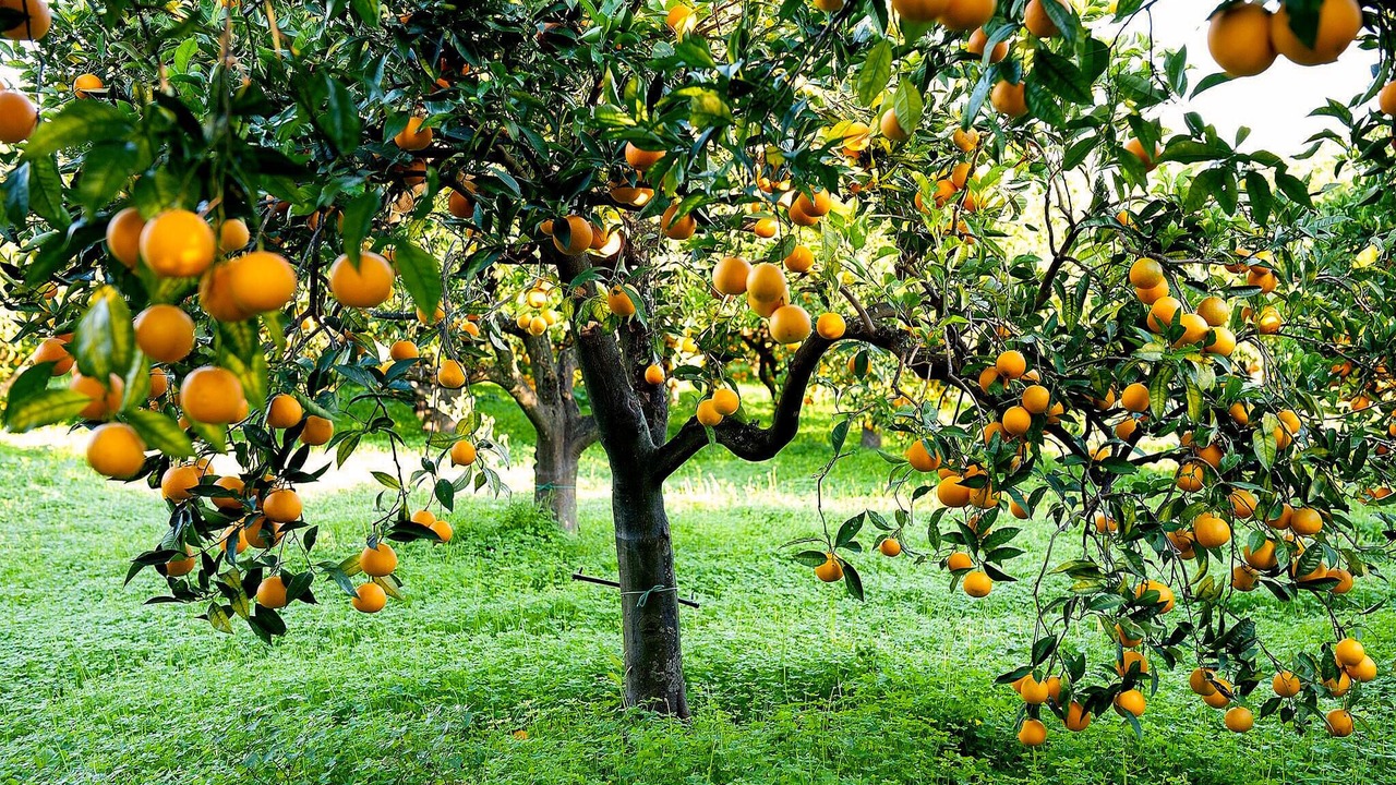 Photo of Others in Rodi Milici