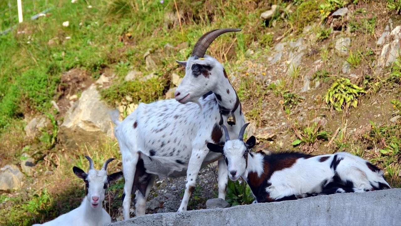 Photo of Others in Campo Tures