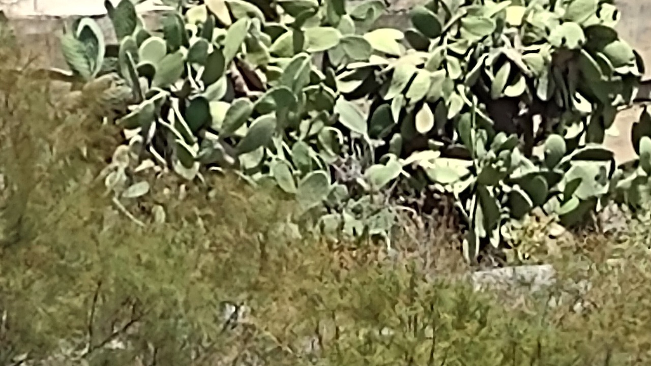 Photo of Others in Trapani