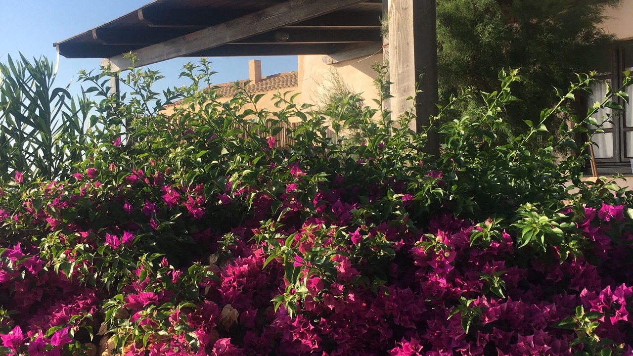 Photo of Outdoor in Porto Paglia