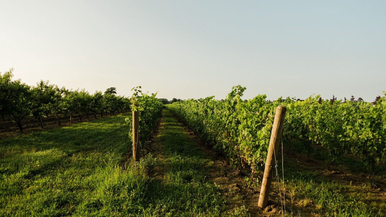 Photo of Outdoor in Niagara-on-the-Lake