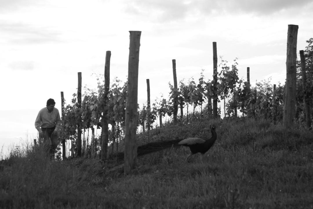 Photo of Others in Corno di Rosazzo