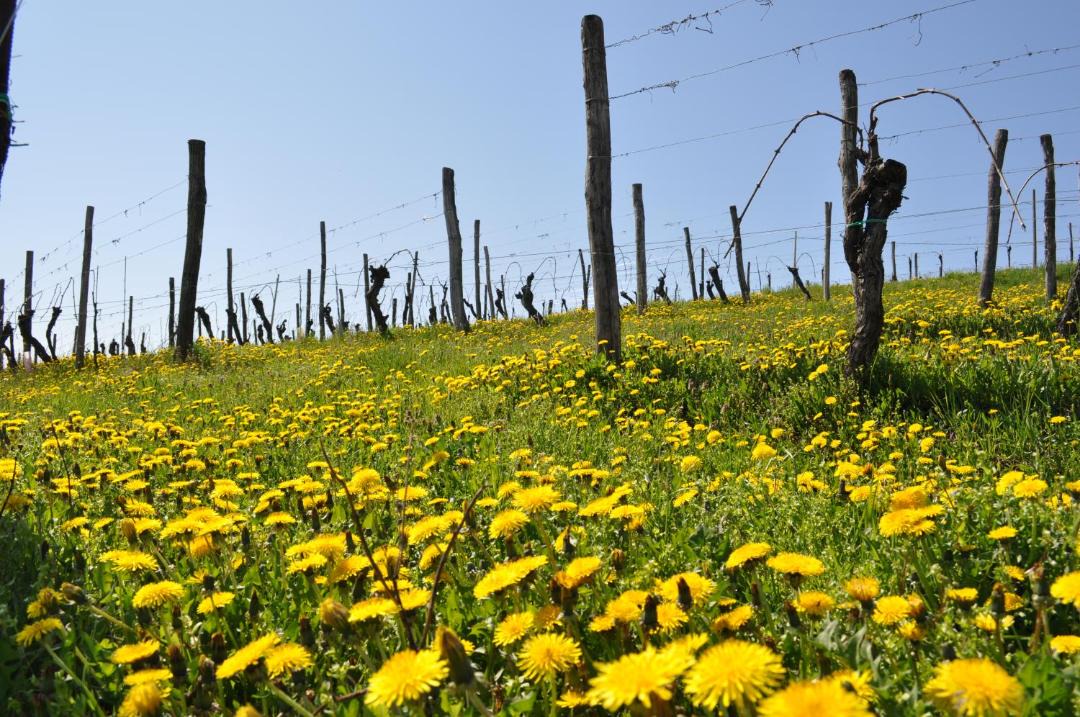 Photo of Others in Corno di Rosazzo