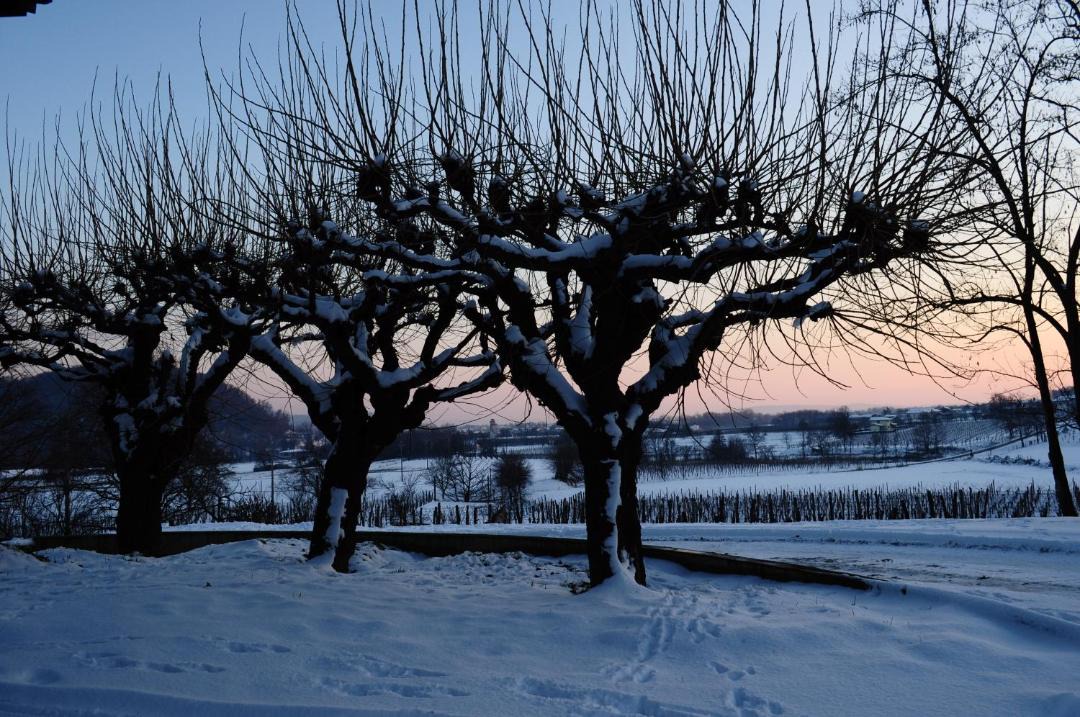 Photo of Others in Corno di Rosazzo