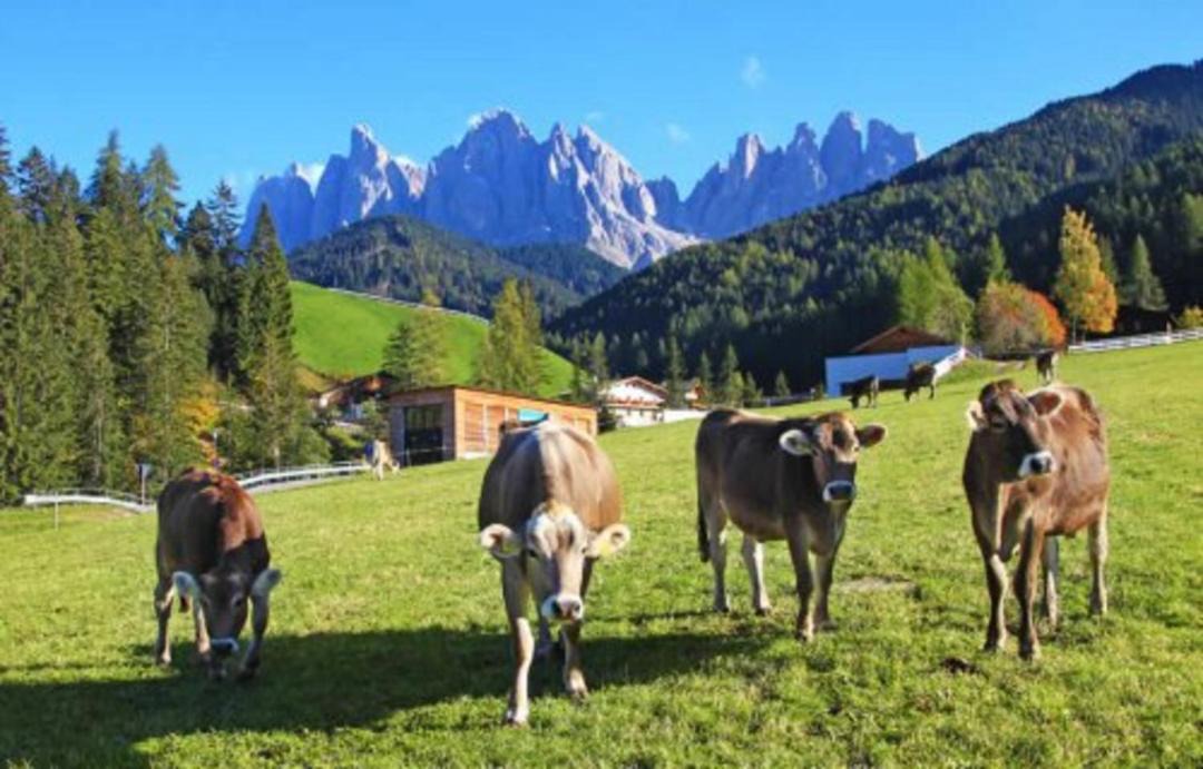 Photo of Others in Santa Maddalena