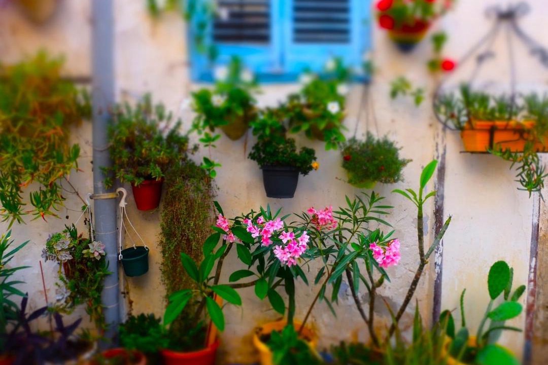 Photo of Others in Alcamo Historic Center