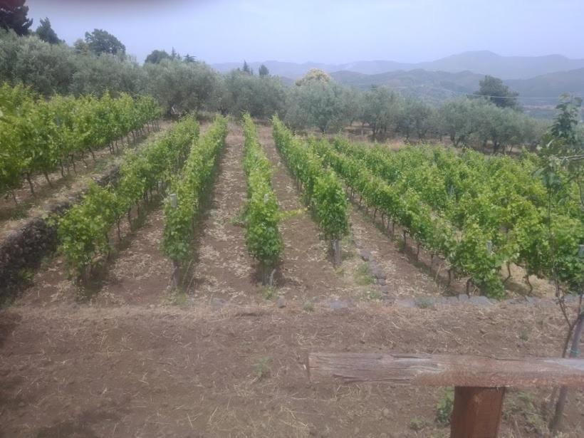 Photo of Others in Rovittello