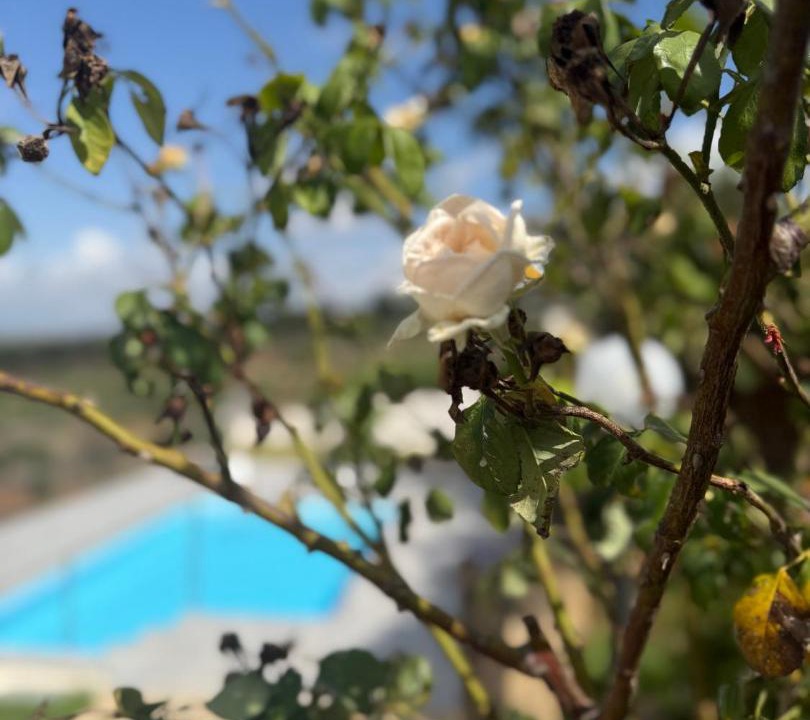 Photo of Others in Marsala