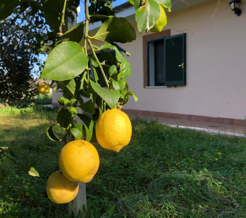 Photo of Others in Nettuno