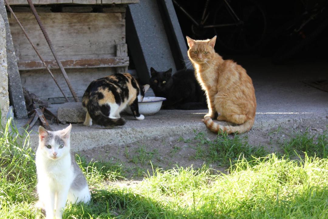 Photo of Others in Rasun di Sopra