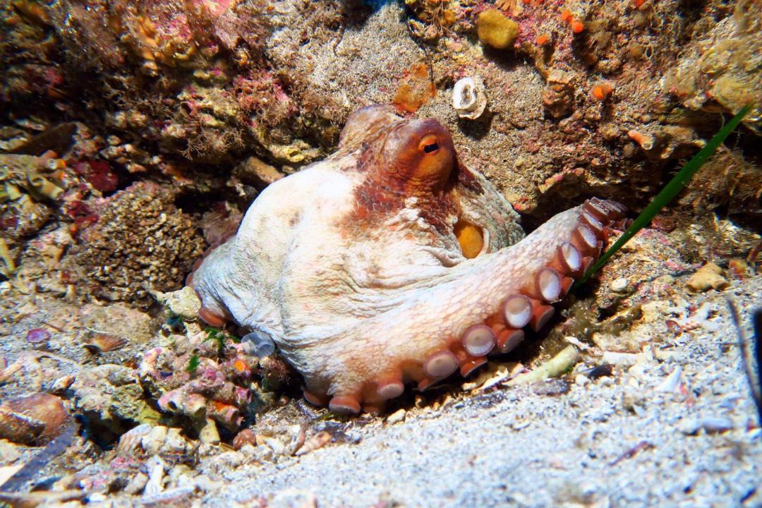Photo of Others in Ustica